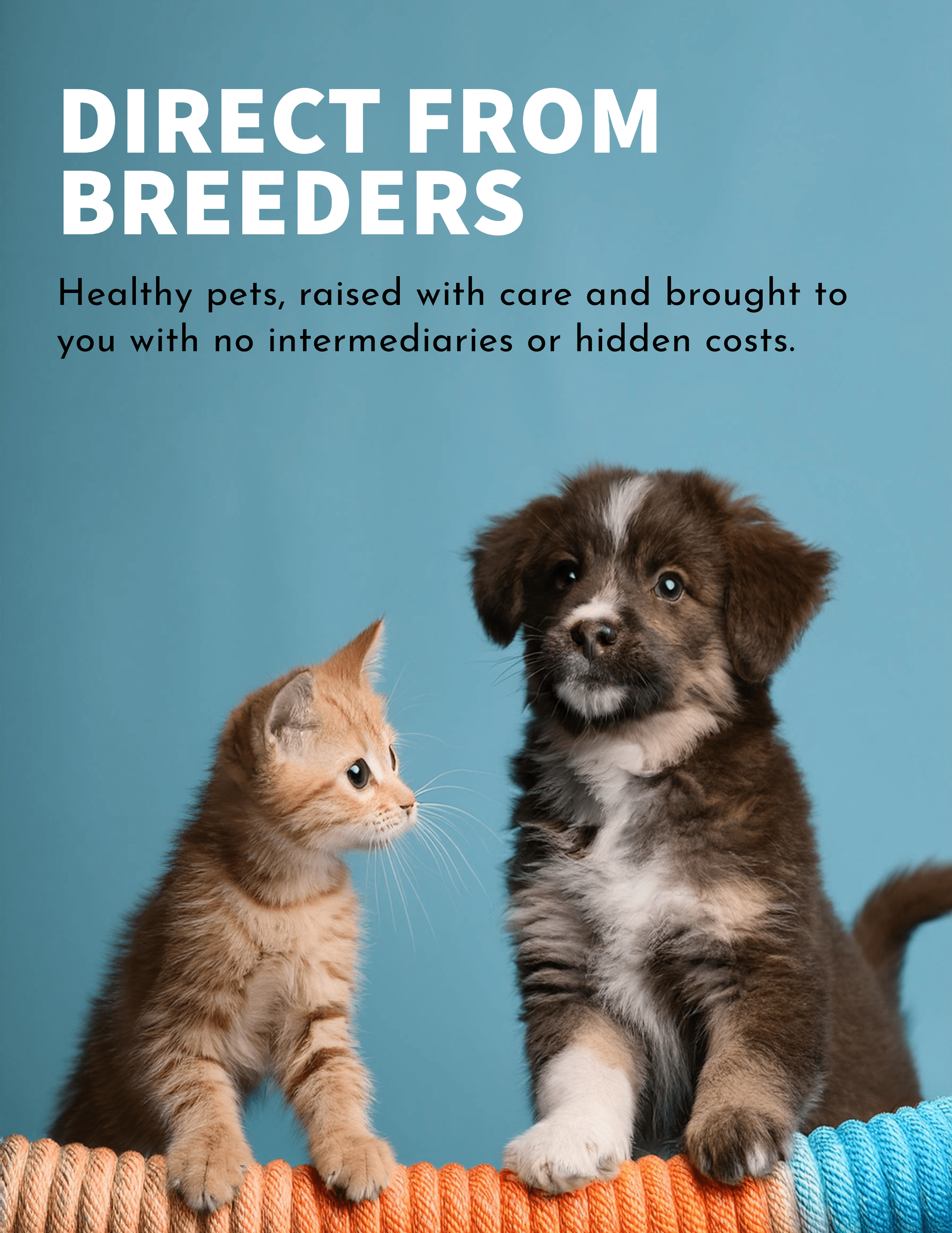 Adopt Persian, Siamese, and Bengal kittens from trusted breeders - Critters