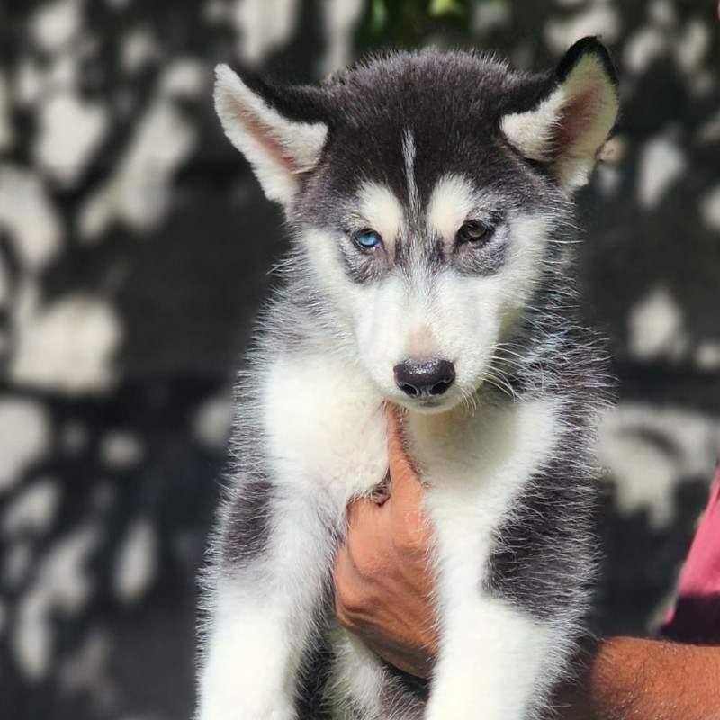 Various puppies and kittens available for sale - Critters