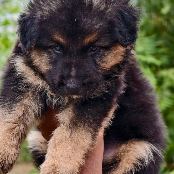 Browse puppies and kittens for sale - German Shepherds, Labradors, and more