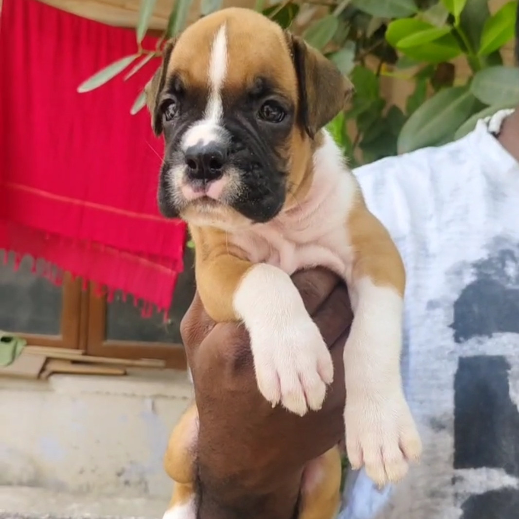 Various puppies and kittens available for sale - Critters