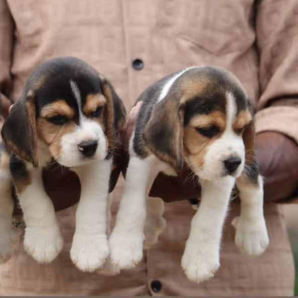 Various puppies and kittens available for sale - Critters