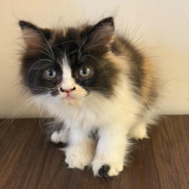 Various puppies and kittens available for sale - Critters